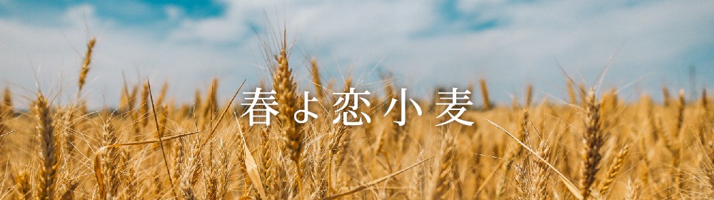 春よ恋小麦